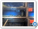 Fisch beim Chinesen 1